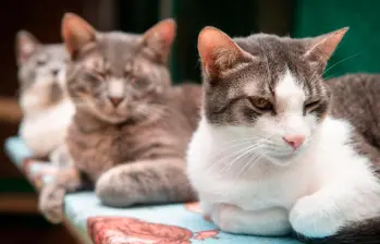 La Perla ha rescatado cerca de 7.200 animales sin hogar en Medellín