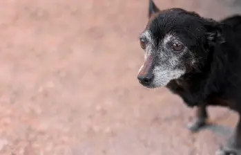 En video: Mascotas “viejitas” que enternecen las redes
