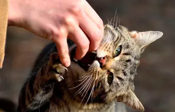 Esto significan los mordiscos de tu gato