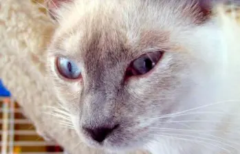 Tu gato te manipula con este ronroneo especial