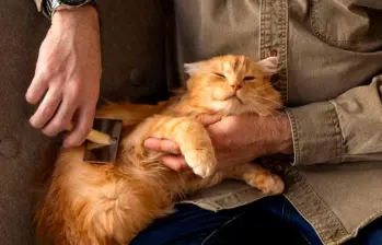 Cinco razones por las que tu gato se acuesta sobre ti