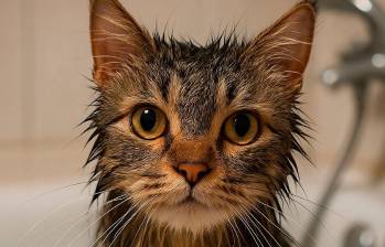 ¿Por qué los gatos odian el agua?