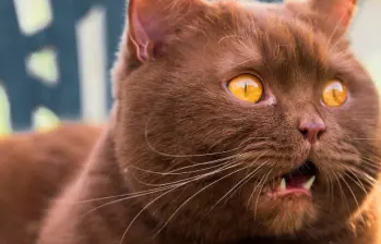 Los gatos tienen 276 expresiones faciales