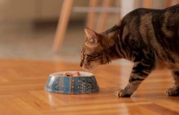 ¿Por qué mi gato vomita después de comer? Causas y soluciones 