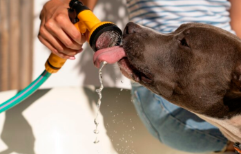 Golpe de calor en mascotas: ¿Cómo aliviarlo?