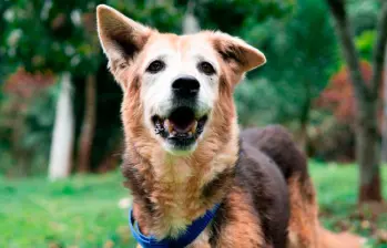 Casi 800 animales esperan por años por una familia en La Perla