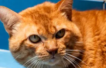 Cinco señales sutiles de demencia en gatos