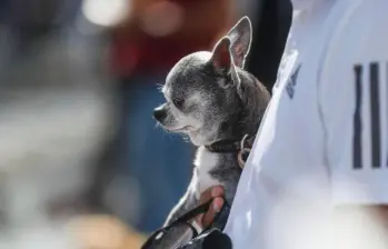 Las mascotas mejoran la calidad de vida de los adultos mayores