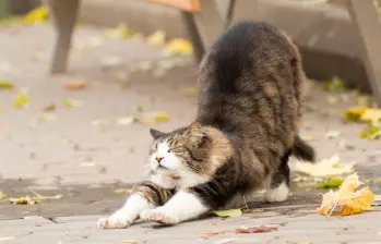 ¿Por qué los gatos se estiran? Descubre las razones 