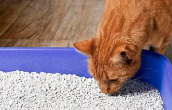 Pasos para mantener la caja de tu gato limpia 