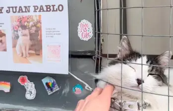 Conoce al gato Juan Pablo y otras mascotas divertidas