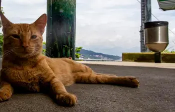 Así puedes “hablar” con tu gato