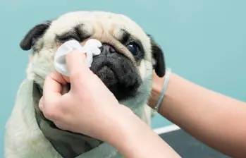 ¿Qué es epífora y cómo tratarla en perros?