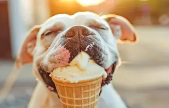 ¿Es bueno que los perros coman helado?