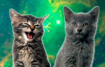 ¿Un gato dando apoyo emocional a Ed Sheeran? Mira este y otros videos divertidos de mascotas