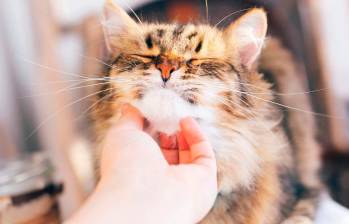 Cinco enfermedades que transmiten los gatos a los humanos