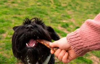 Back Chaining: entrenamiento eficaz para tu perro 