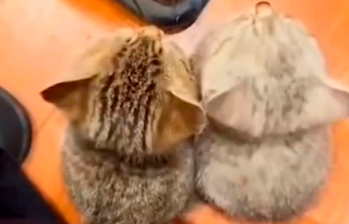Dos gatos se comunican por telepatía y otros videos graciosos