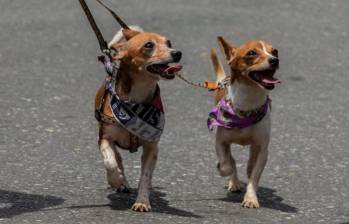 DogPack, la red social para conectarte con otros dueños de mascotas