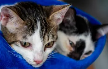 ¿A tu gato le gusta correr a medianoche? Te contamos por qué lo hace