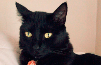 Minerva, la gata negra mágica