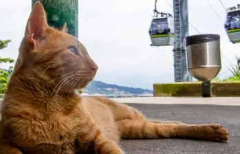 ¿Tu gato juega solo? ¡Es completamente normal!