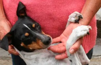 Banco para perros y gatos: Conoce el Banco Veterinario Colombia