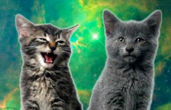 Los mejores videoclips con perros y gatos como protagonistas