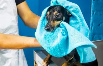 Aeropuerto de Roma ofrece hotel de lujo para perros