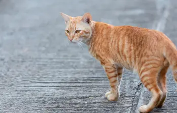 ¿Tú gata está en celo? Así funciona su ciclo reproductivo