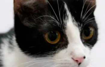 ¿Está bien que mi gato juegue solo?