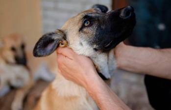 Lo que debes saber sobre la enfermedad vestibular en perros