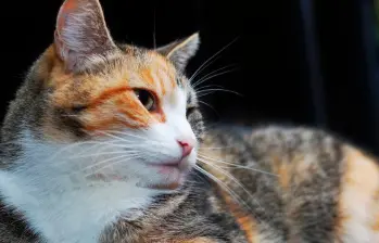 Gatos tricolores: la verdad genética detrás de su pelaje 