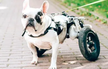 ¿Cómo cuidar a un perro con parálisis?