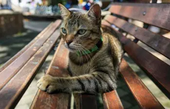 Pepper, el gato científico que descubrió un nuevo virus