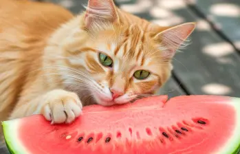 Frutas que sí pueden comer los gatos y cuáles no