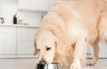Alergias alimentarias en perros: síntomas, causas y cómo prevenirlas