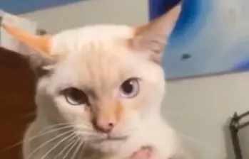Videos de gatos chistosos imitando otras especies