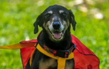 ¿Los perros leen la mente de las personas? Tal vez sí