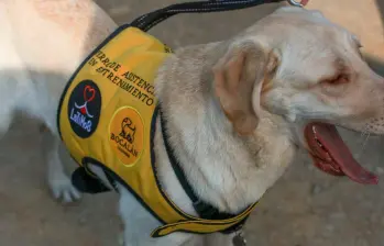 ¿Cómo preparar a tu mascota para una emergencia climática?