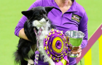 Nimble, primera perrita mestiza en ganar competencia de agilidad
