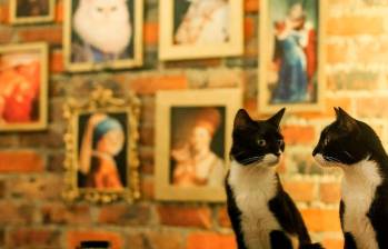 ¿Cuál es la personalidad de tu gato? Descubre los cinco tipos
