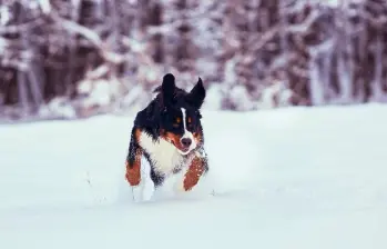 Cinco razas de perros que aman la nieve
