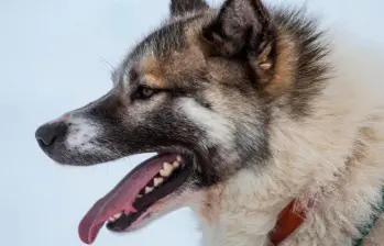 Con perro gigante llaman atención por deshielo en el Ártico