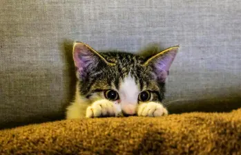 ¡Ahora todo tiene sentido! Los gatos entienden nuestras órdenes y eligen ignorarlas 