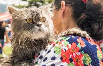 Los gatos, seres con alto potencial para ser animales de terapia