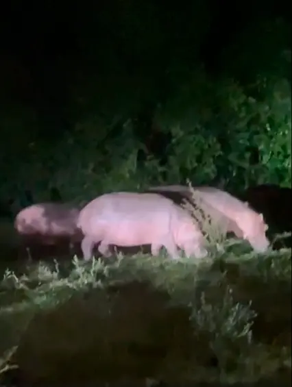 Video | Alerta por nuevo avistamiento de una manada de hipopótamos en Doradal, Antioquia