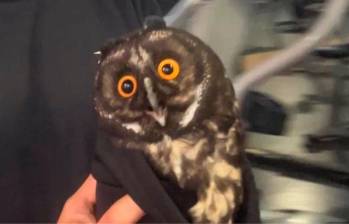 Búho cornudo fue rescatado en un gimnasio del centro de Medellín