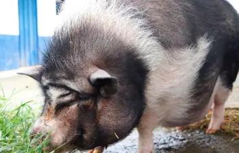 ¡Qué belleza! Hay cinco cerditos que buscan un hogar en Medellín