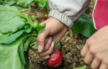 ¿Tiene un emprendimiento sostenible? Esta convocatoria le interesa